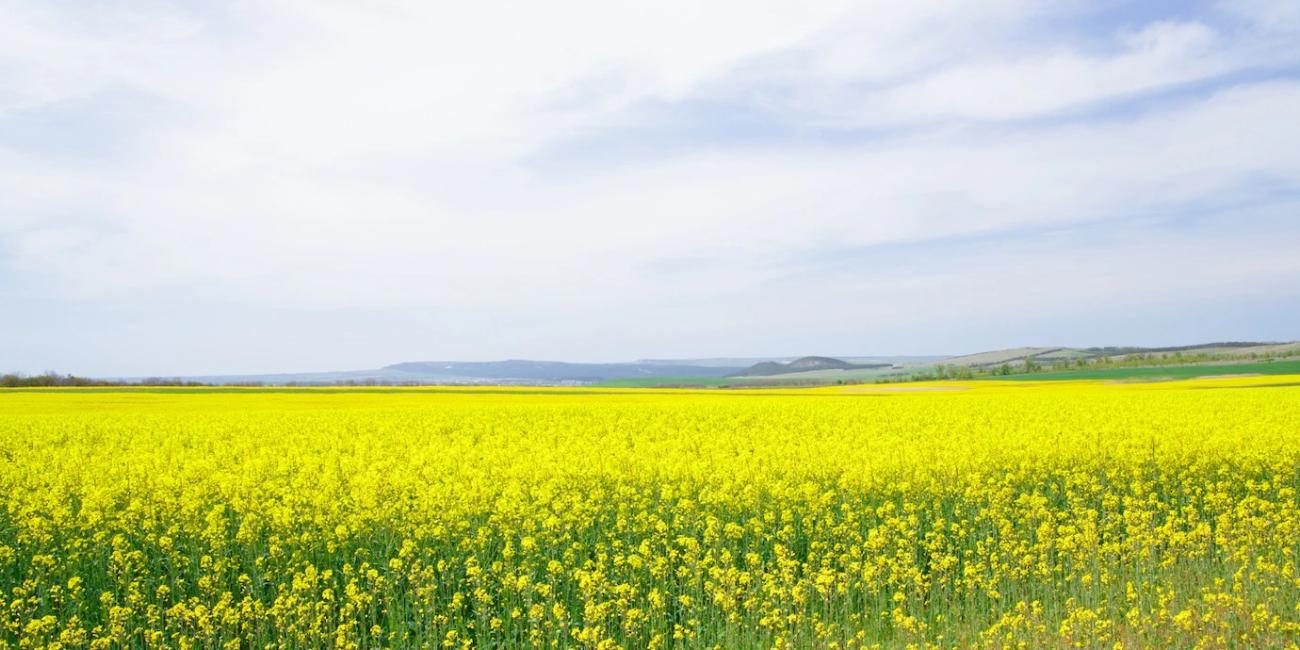 Creșterea suprafețelor cultivate Creșterea suprafețelor cultivate