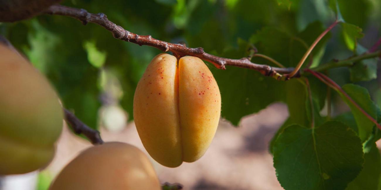 Monilioza la cais Monilioza la cais