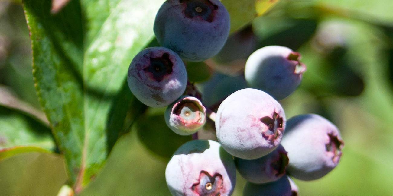 Monilioza la afin Monilioza la afin