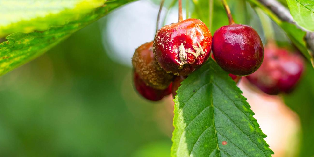 Monilioza la cireș Monilioza la cireș