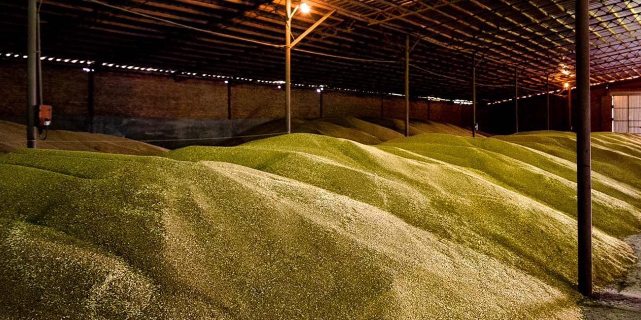 Condiții ideale pentru depozitarea cerealelor Condiții ideale pentru depozitarea cerealelor