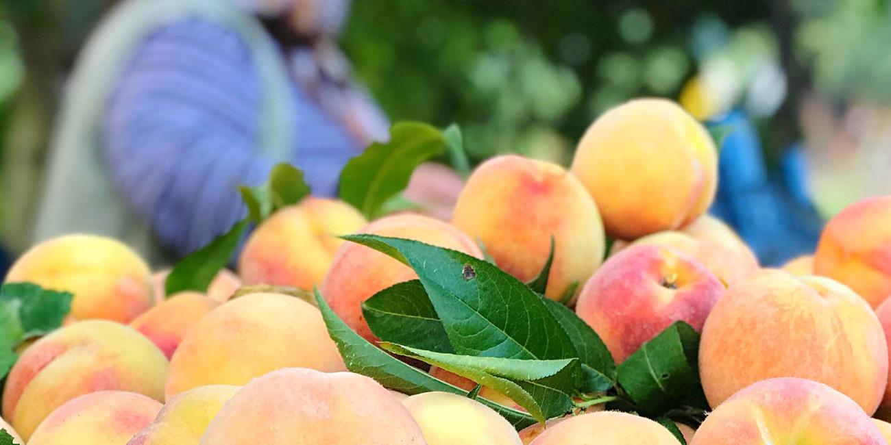 Monilioza la piersic Monilioza la piersic