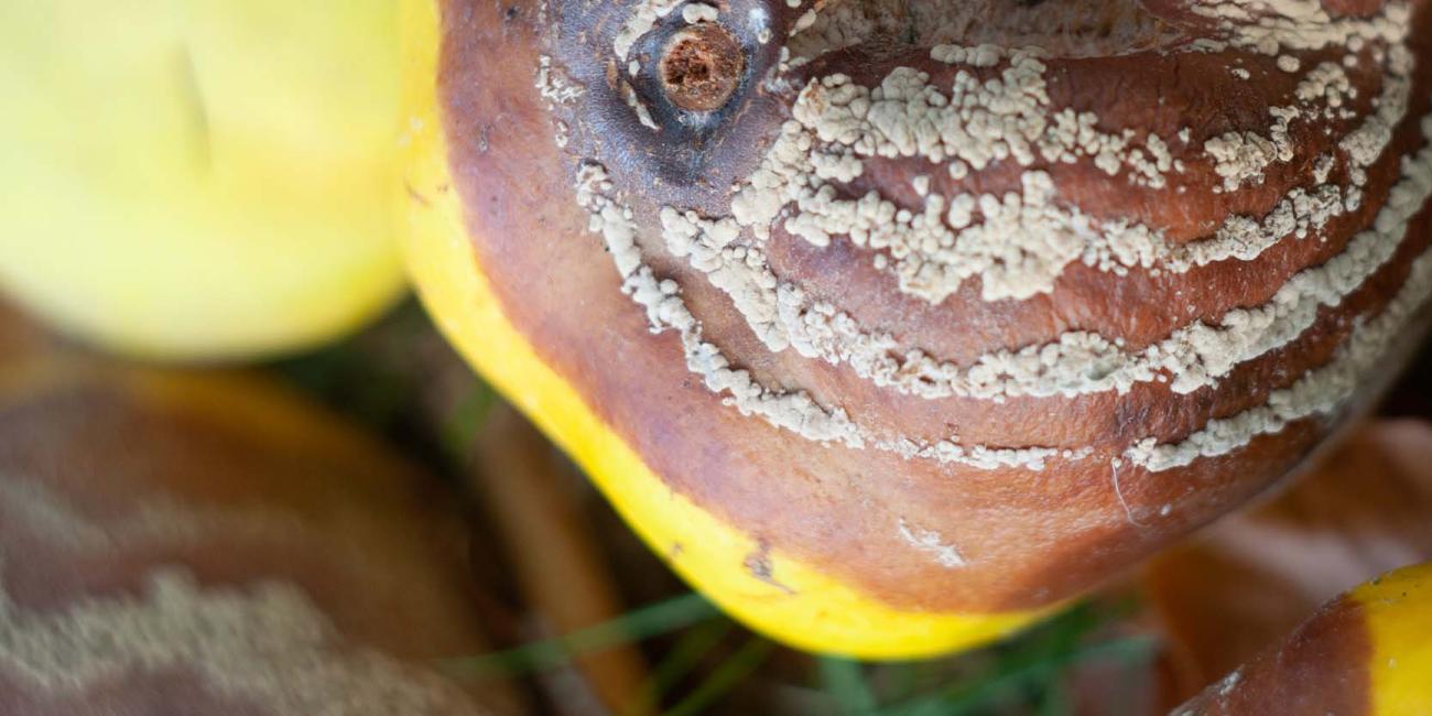 Monilioza la gutui Monilioza la gutui