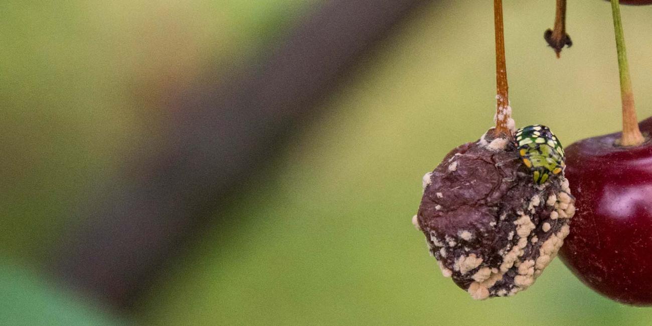 Monilioza la vișin Monilioza la vișin