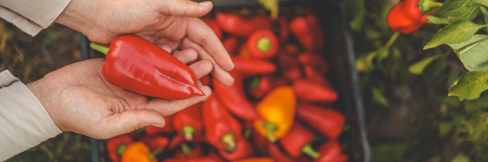Cultura ardeiului: Plantare, soiuri și tratamente recomandate - Ghid A-Z   Cultura ardeiului: Plantare, soiuri și tratamente recomandate - Ghid A-Z