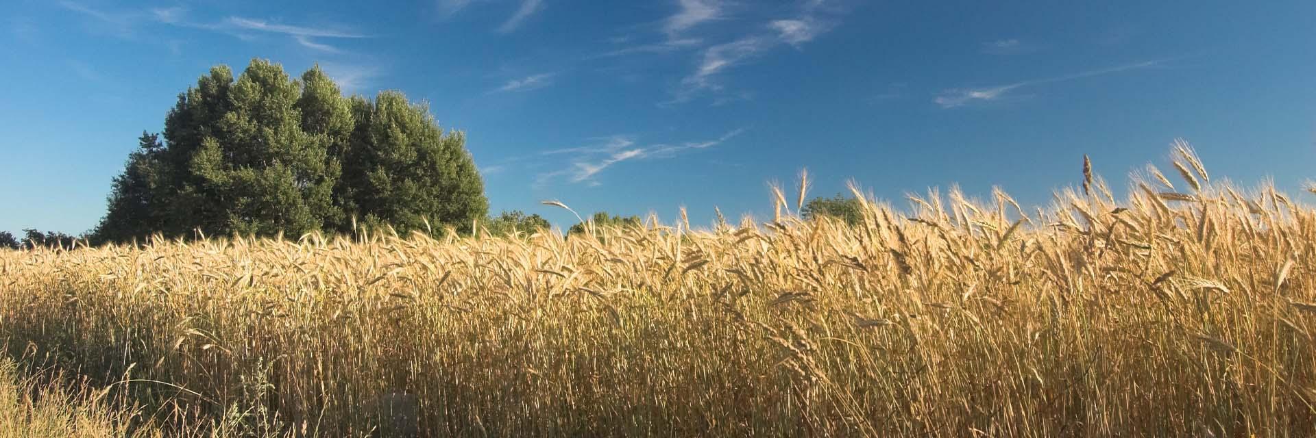 Depozitarea cerealelor pe timpul iernii: Etape și bune practici Depozitarea cerealelor pe timpul iernii: Etape și bune practici