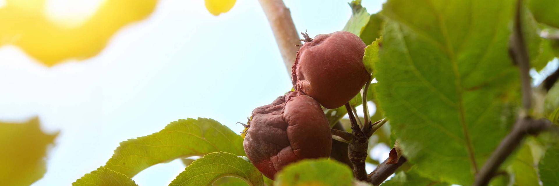 Monilioza la pomii fructiferi: Ce este, tratamente și cum o combați Monilioza la pomii fructiferi: Ce este, tratamente și cum o combați