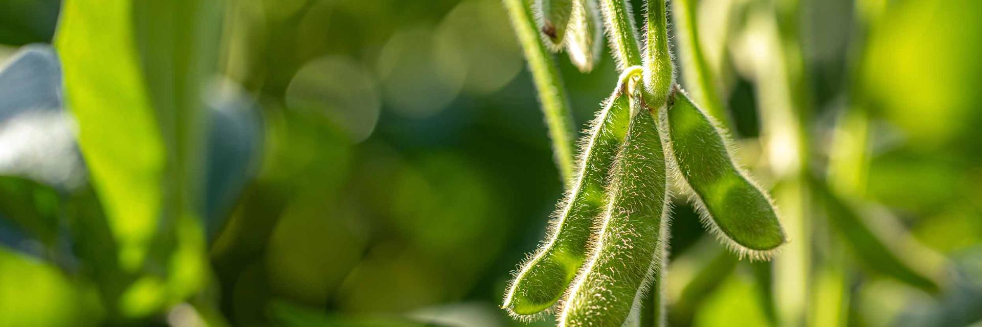 Cultura de soia: Plantare, soiuri şi tratamente recomandate - Ghid A-Z Cultura de soia: Plantare, soiuri şi tratamente recomandate - Ghid A-Z